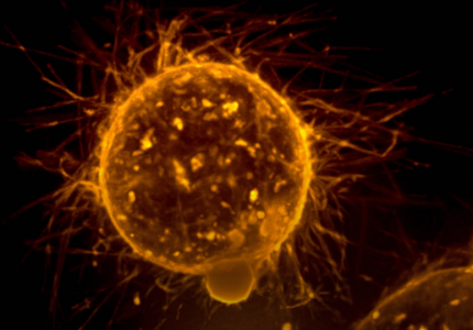 Capture.PNG Capture.PNG