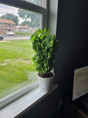 Sweet Basil.jpg