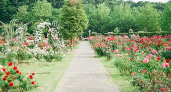 Screen Shot 2025-06-17 at 2.45.22 PM.jpg Screen Shot 2025-06-17 at 2.45.22 PM.jpg