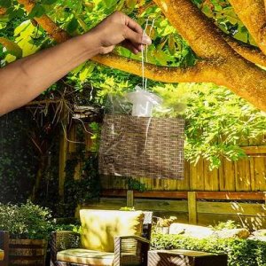 compressed-fly trap.jpeg