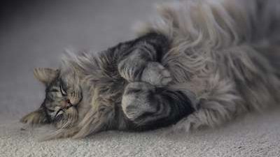 compressed-sweet dreams.jpeg compressed-sweet dreams.jpeg