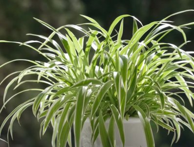 download.jpeg download.jpeg