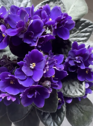 Screenshot 2025-07-01 at 12.13.20 AM.png Screenshot 2025-07-01 at 12.13.20 AM.png