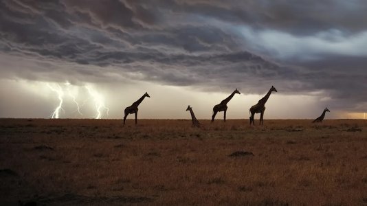 giraffe-storm-l.jpeg giraffe-storm-l.jpeg