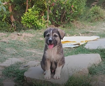 517629267_1191270456378153_7932303455306232795_n.jpg 517629267_1191270456378153_7932303455306232795_n.jpg