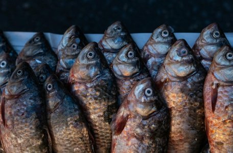 download (6).jpeg download (6).jpeg