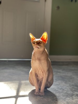 cnowo1nut4ef1.jpeg cnowo1nut4ef1.jpeg