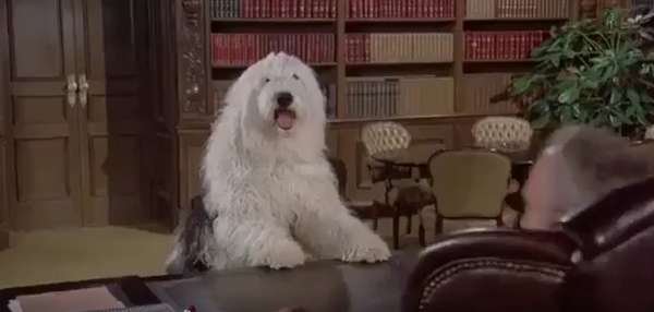 compressed-The Shaggy D.A..jpeg compressed-The Shaggy D.A..jpeg