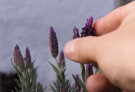 Screenshot 2025-08-07 at 1.30.52 AM.png Screenshot 2025-08-07 at 1.30.52 AM.png