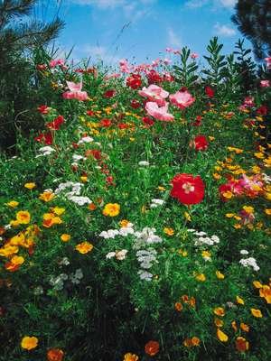 compressed-wildflowers.jpeg compressed-wildflowers.jpeg