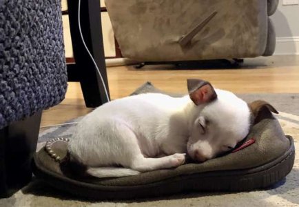 compressed-pup slipper.jpeg compressed-pup slipper.jpeg