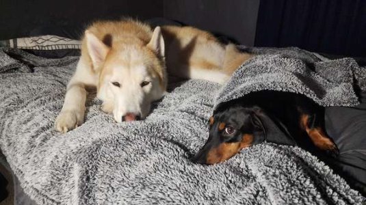 compressed-h445avxqldmf1.jpeg compressed-h445avxqldmf1.jpeg