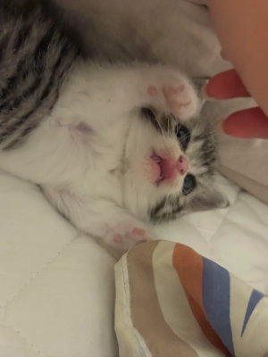 image (140).png image (140).png