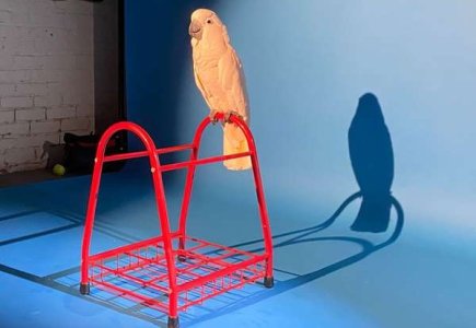 compressed-p77qp5pwxtnf1.jpeg compressed-p77qp5pwxtnf1.jpeg