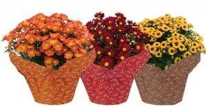 9-18 d2.jpeg 9-18 d2.jpeg