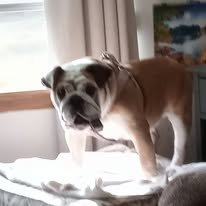 dix for grey vine.jpg