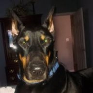 Dobermom